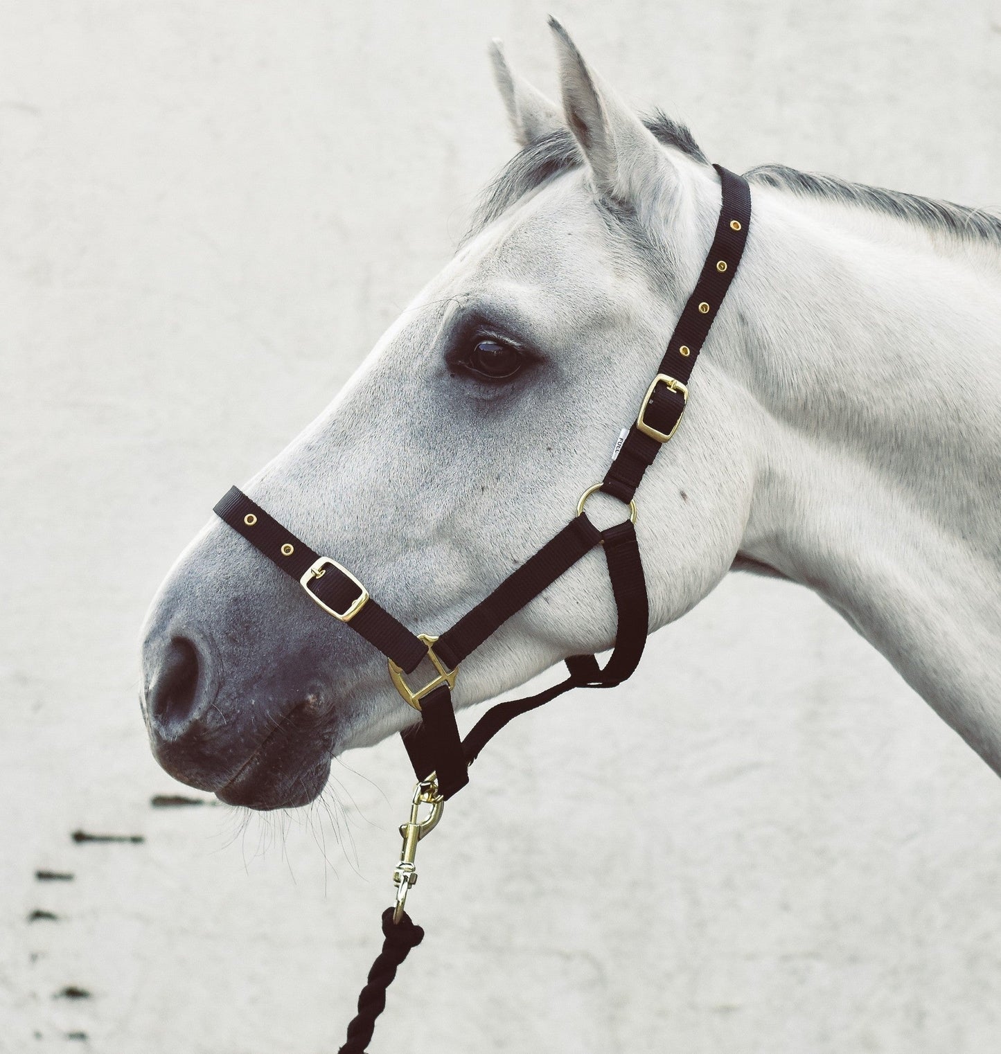 Mackey Economy Webbing Headcollar
