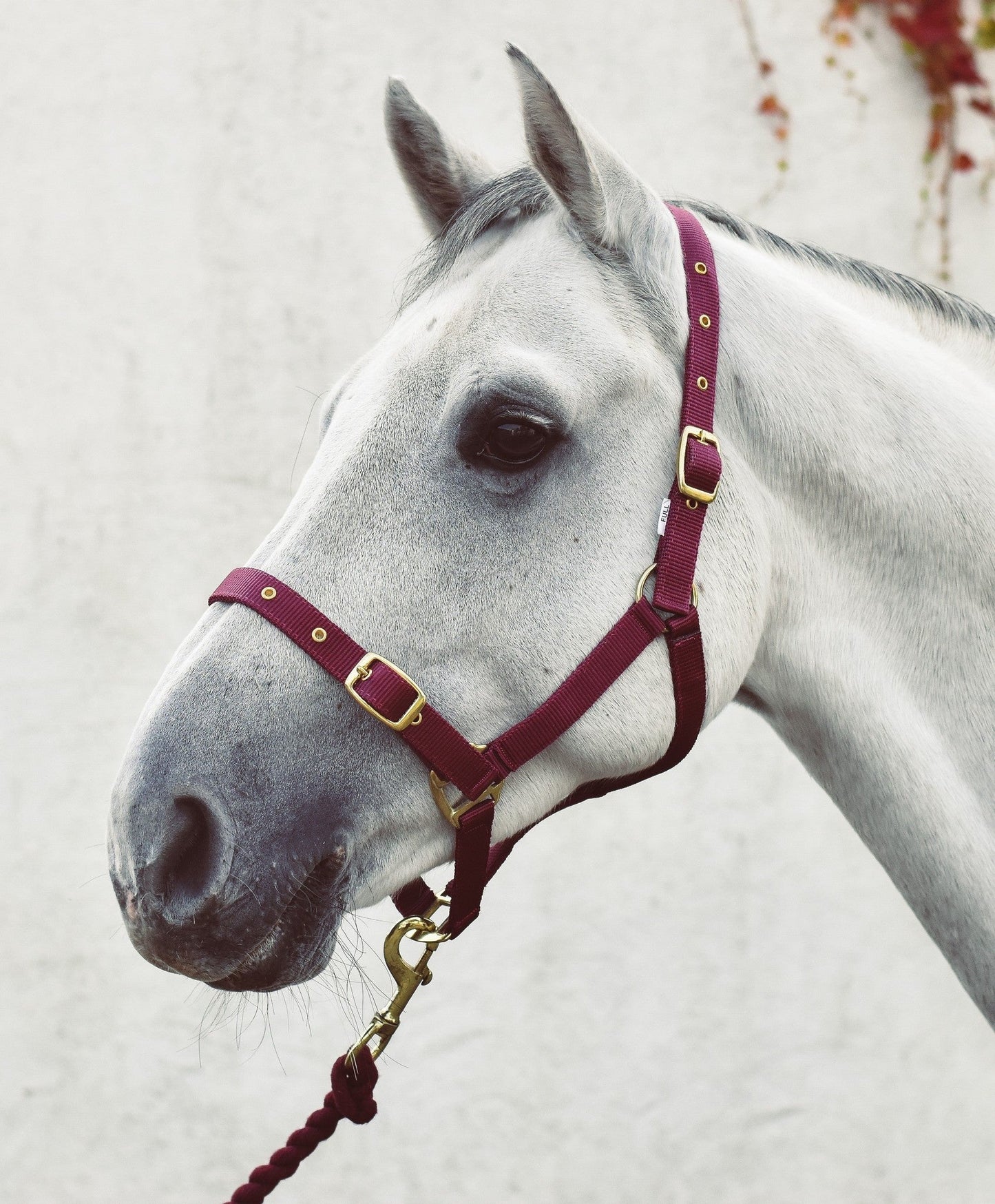 Mackey Economy Webbing Headcollar
