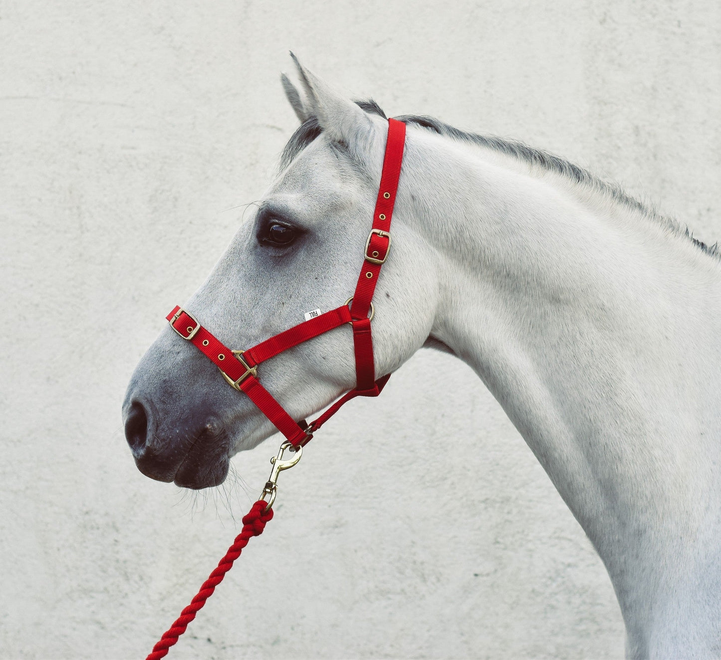 Mackey Economy Webbing Headcollar