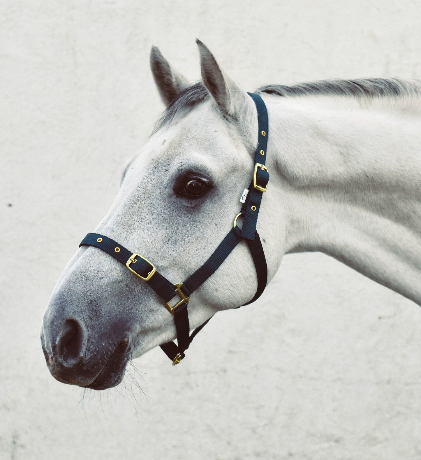 Mackey Economy Webbing Headcollar