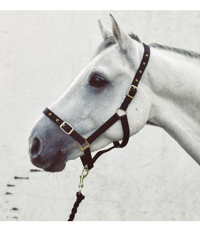 Mackey Economy Webbing Headcollar