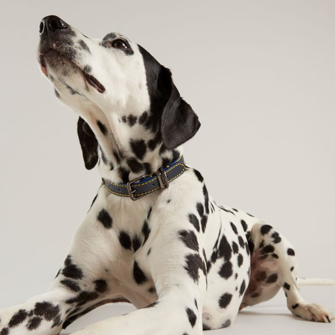 Joules Leather Dog Collar