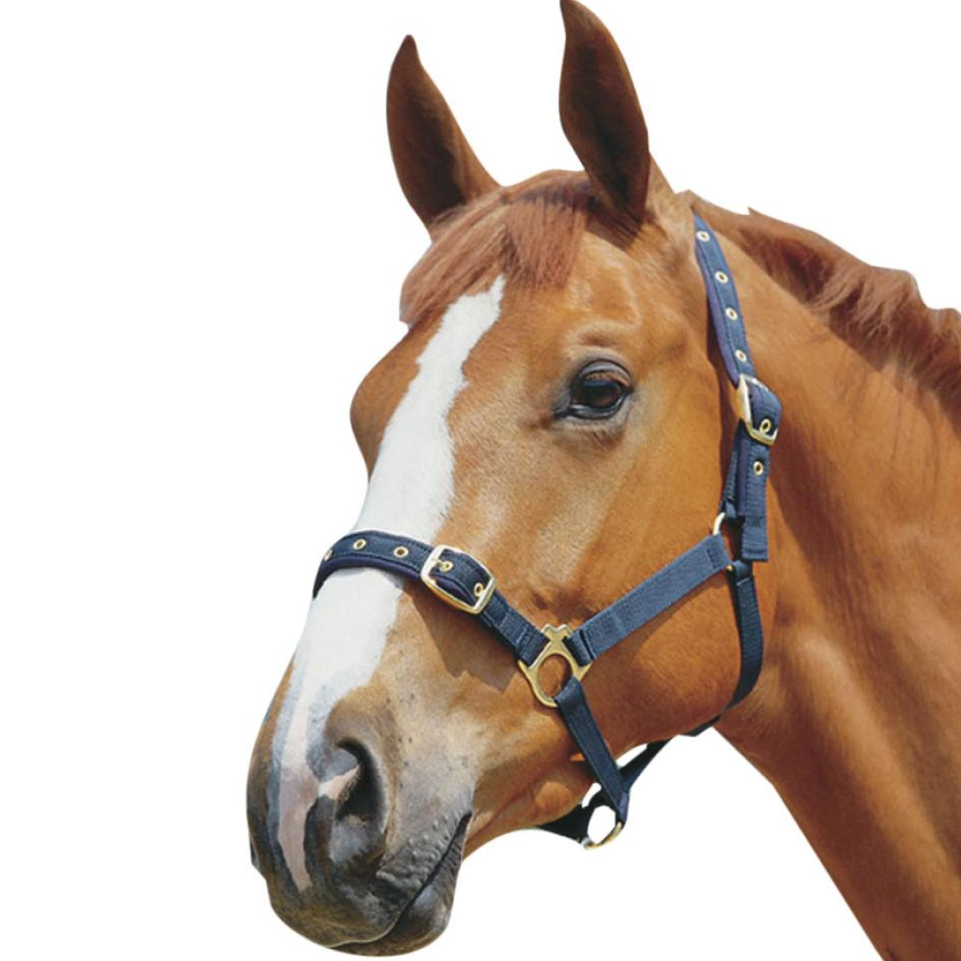 Roma Padded Jersey Head Collar