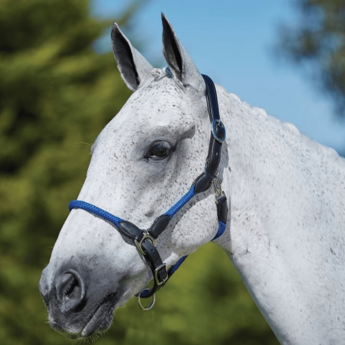 Kincade Leather Rope Head Collar