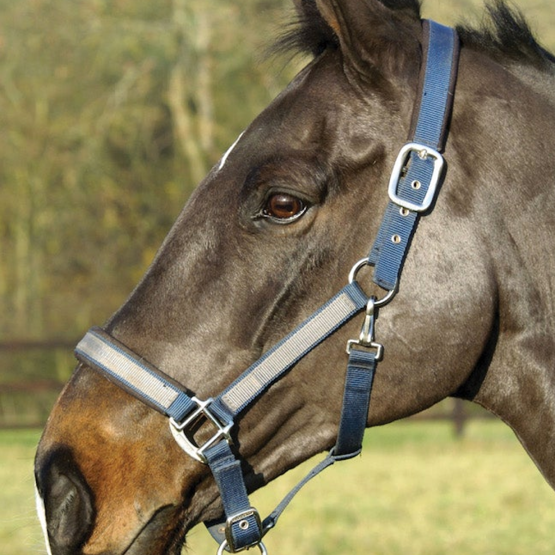 Mark Todd Padded Headcollar