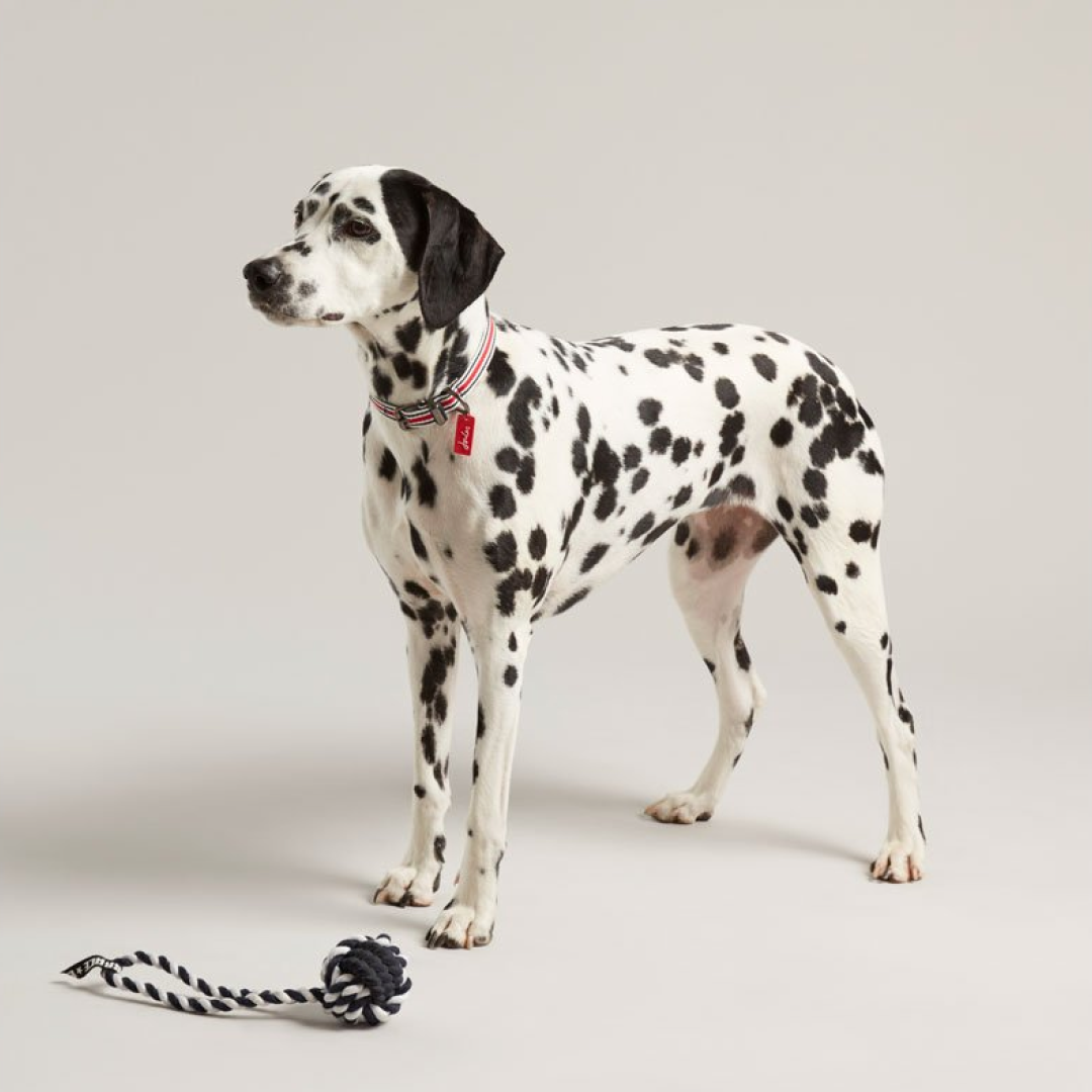 Joules Rubber and Rope Dog Toy