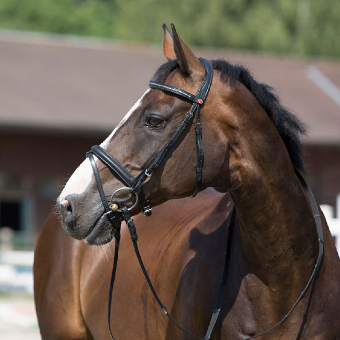 Kieffer Ultrasoft Snaffle Bridle