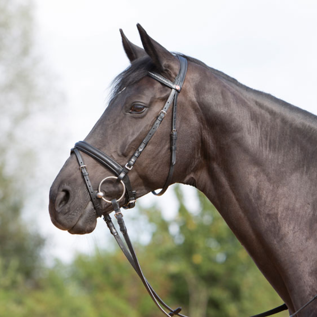 Kieffer Ultrasoft Snaffle Bridle