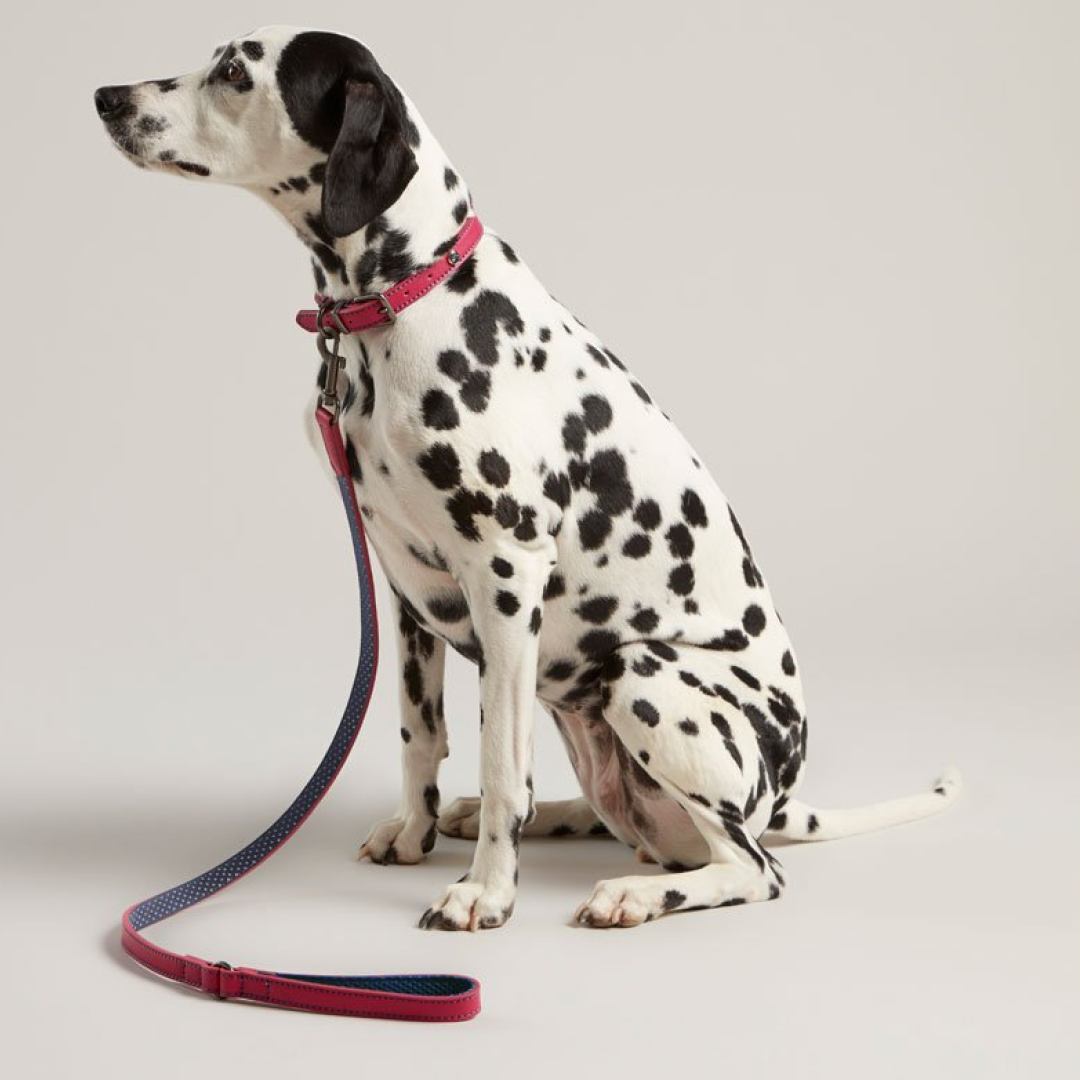 Joules Leather Dog Lead