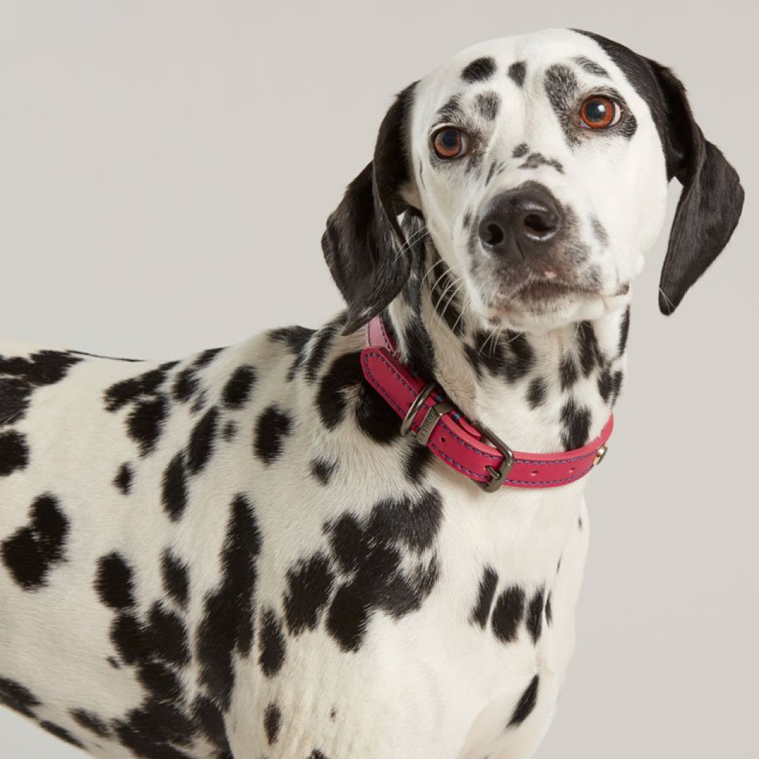 Joules Leather Dog Collar